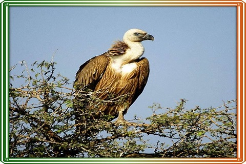 Kanpur Zoological Park